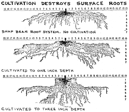 The shallow, medium, and deep root systems food plants can develop depending on the chosen method of cultivation.